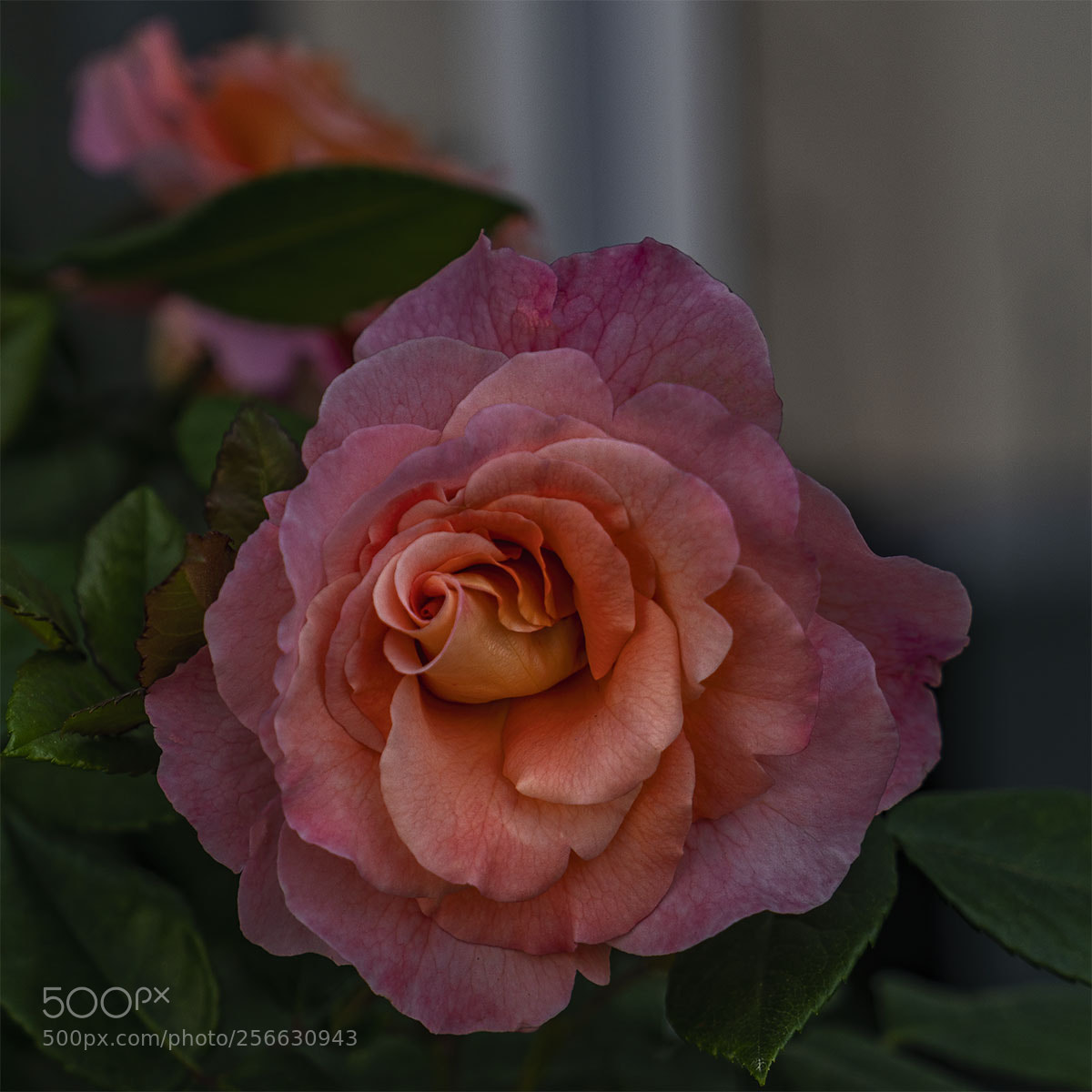 Sony a7R II sample photo. Blüten 050518-002 photography