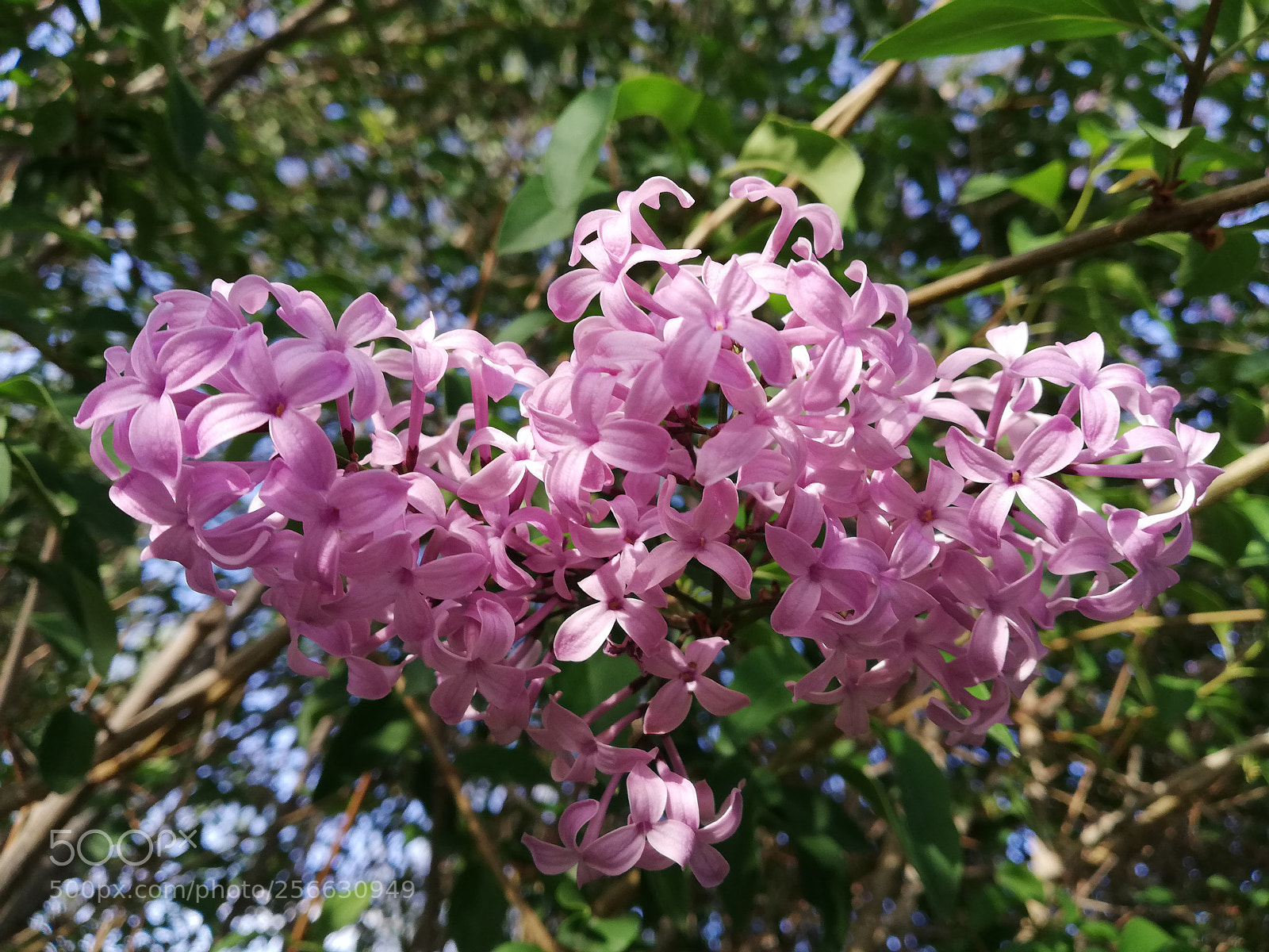 HUAWEI P20 lite sample photo. Untitled photography