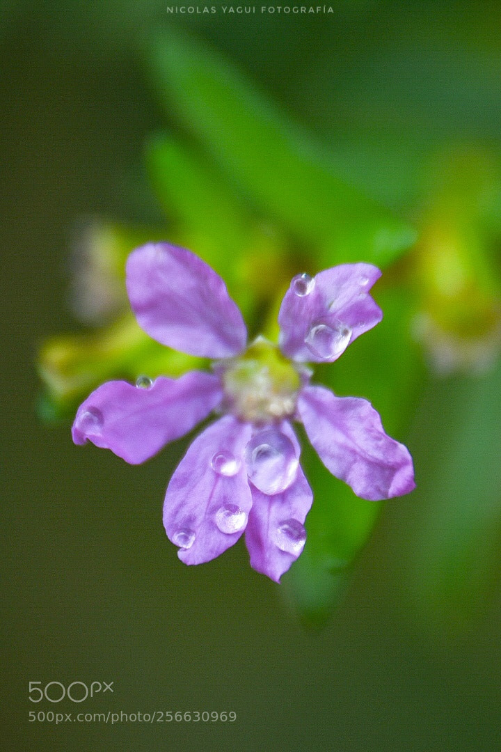 Nikon D7200 sample photo. Flower photography