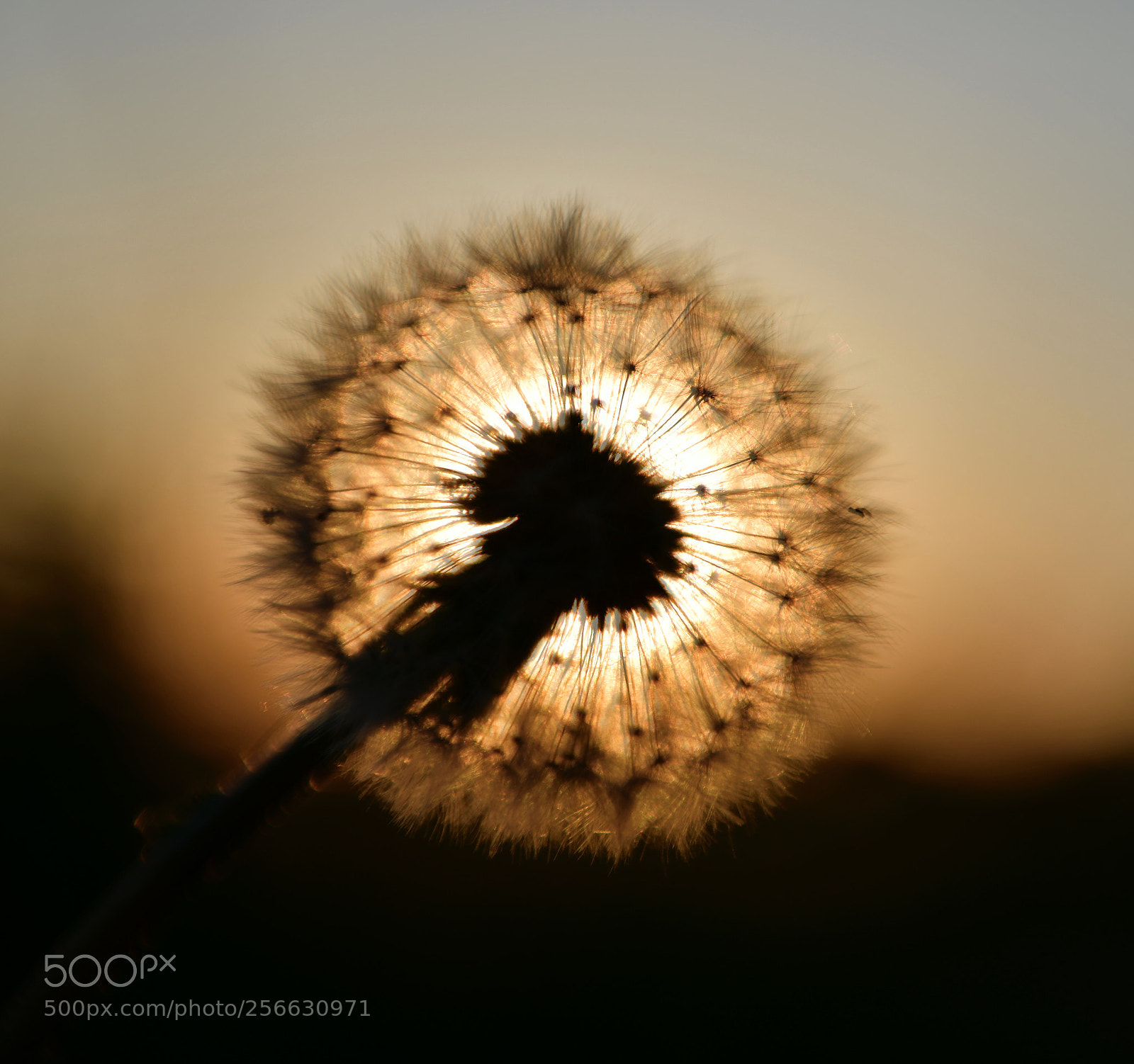 Nikon D850 sample photo. Dandelion and sun photography