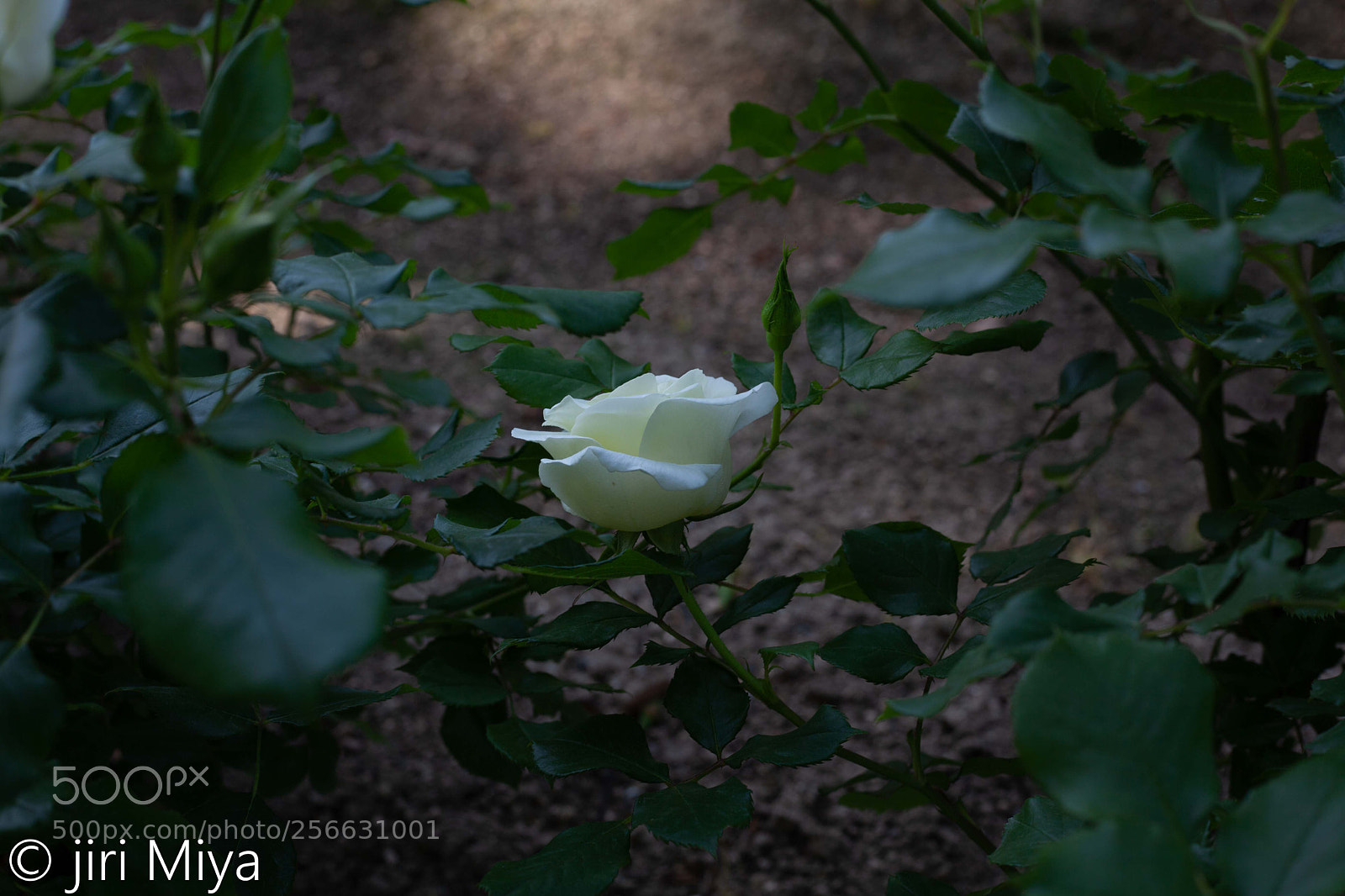 Canon EOS 5D Mark II sample photo. Don t worry. i photography