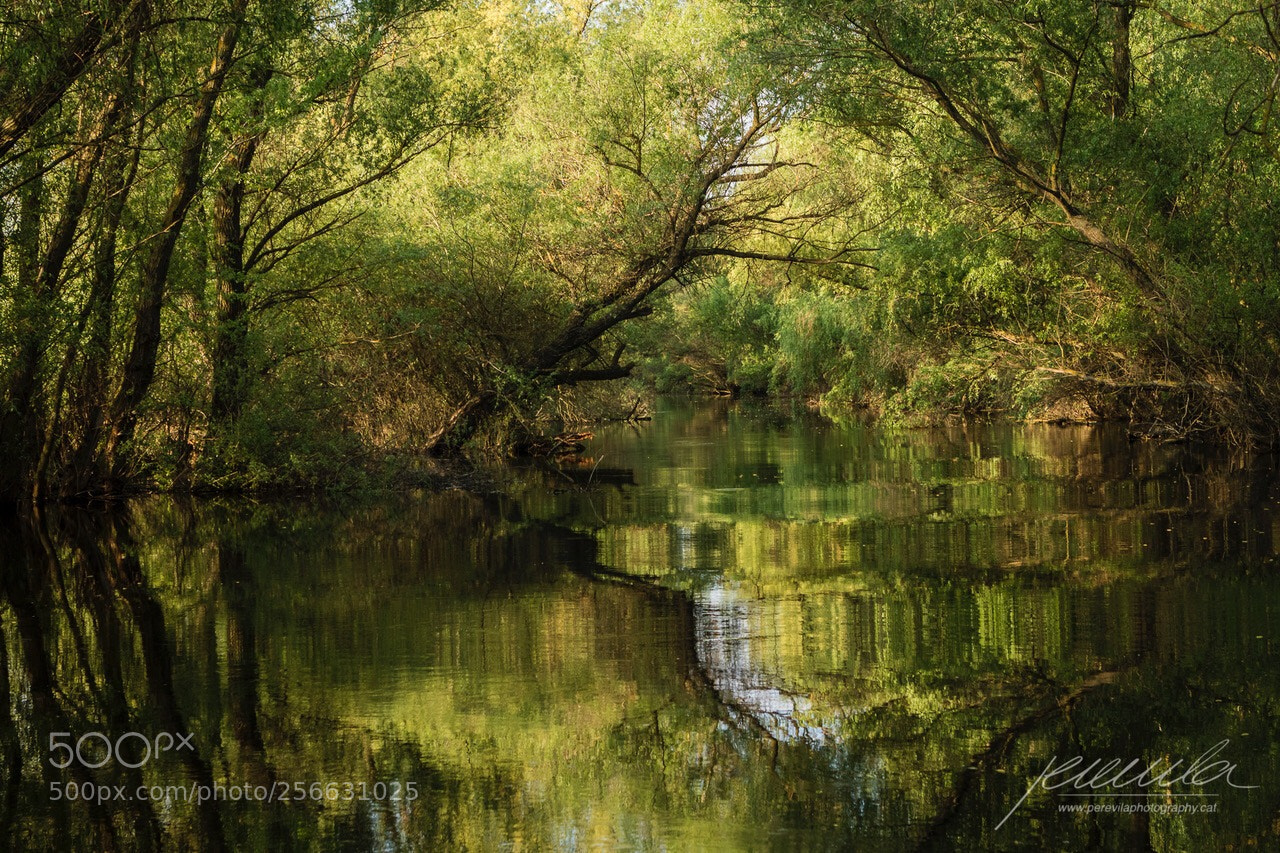Canon EOS 7D Mark II sample photo. Green tunnel photography