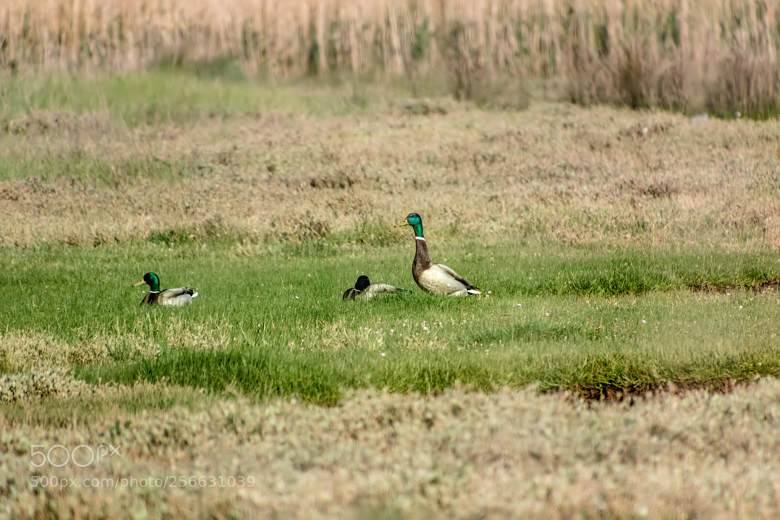 Canon EOS 750D (EOS Rebel T6i / EOS Kiss X8i) sample photo. A duck watches while photography
