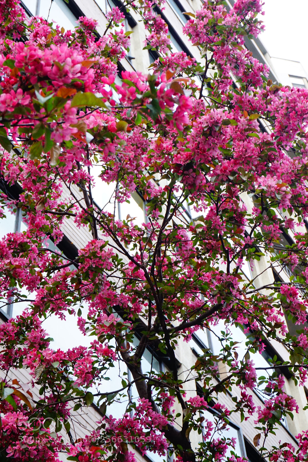 Sony a6000 sample photo. Flower photography