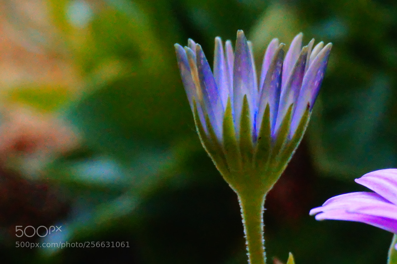 Sony a6000 sample photo. Flower photography