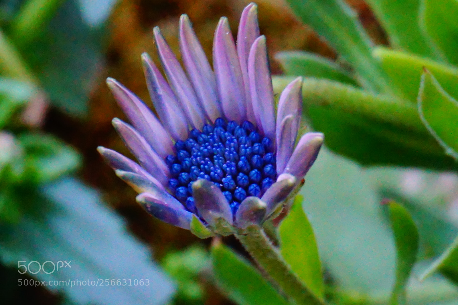 Sony a6000 sample photo. Flower photography
