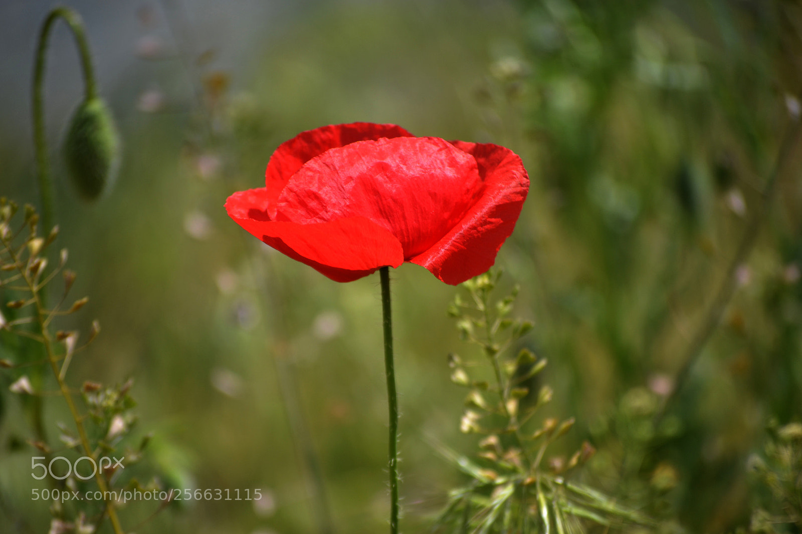 Nikon D3100 sample photo. Papaver dubium photography