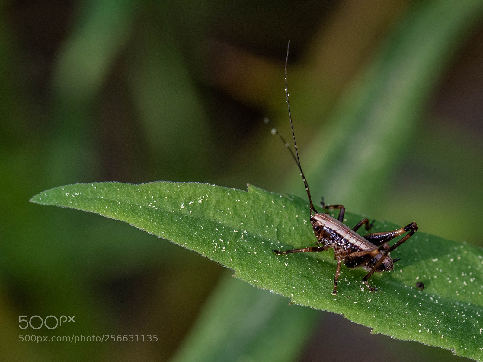Canon EOS 80D sample photo. Grasshopper - heuschrecke photography