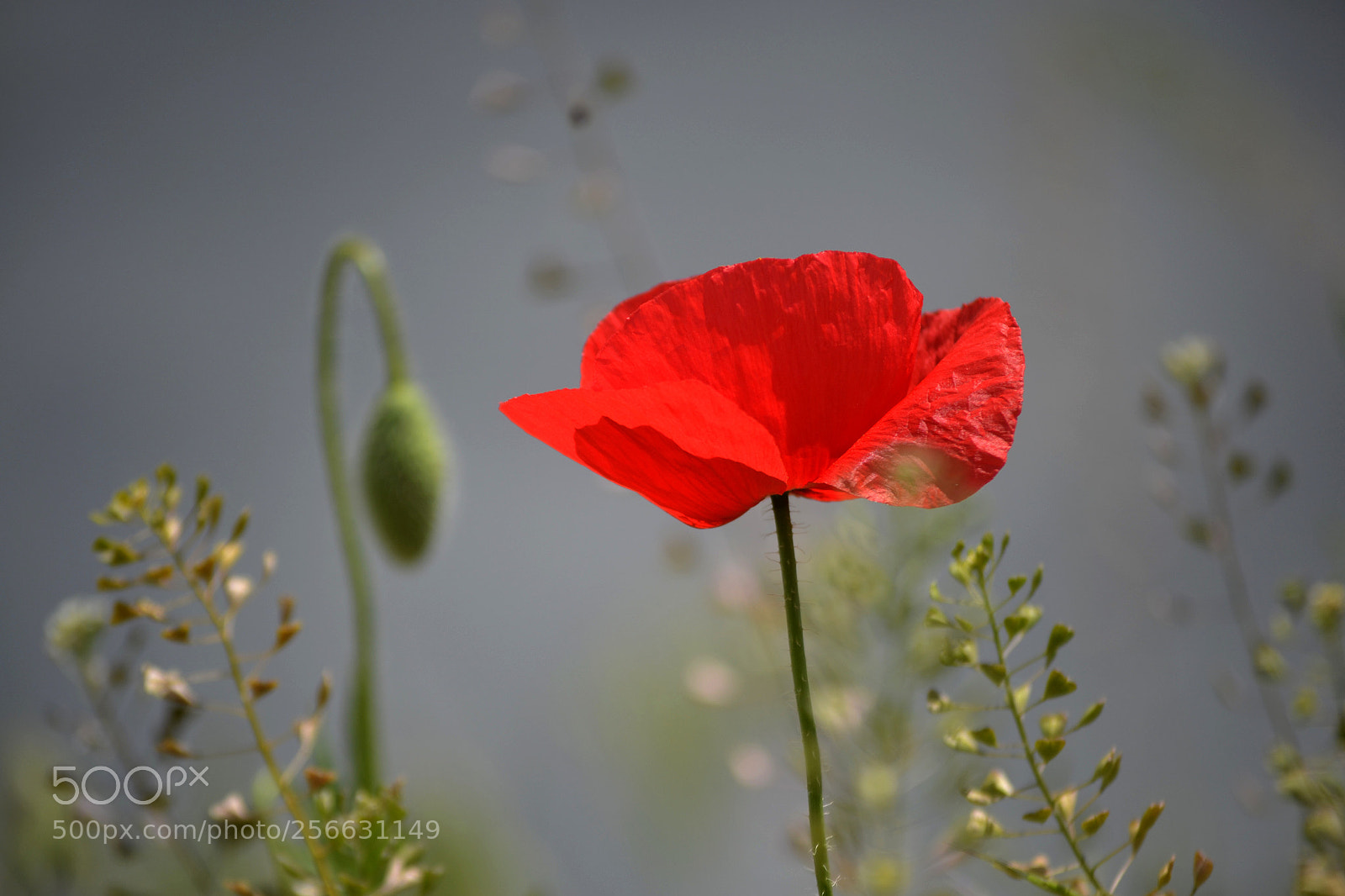 Nikon D3100 sample photo. Papaver dubium photography