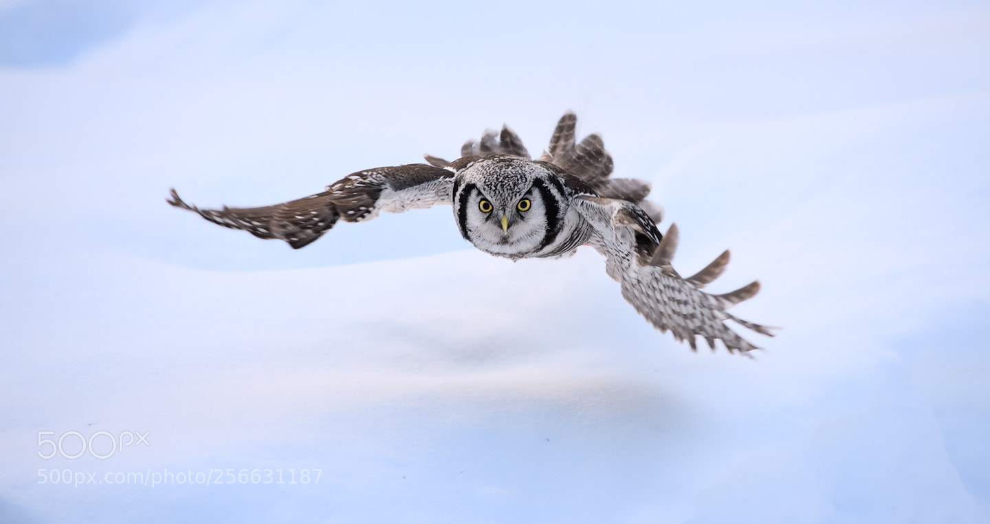 Nikon D850 sample photo. Hawk owl photography