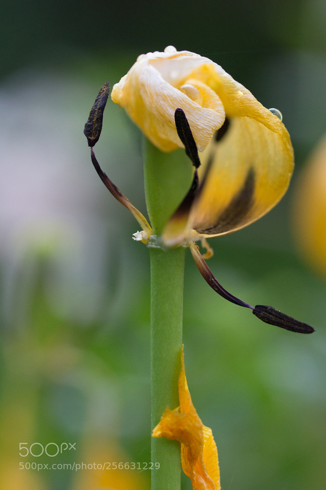 Canon EOS 700D (EOS Rebel T5i / EOS Kiss X7i) sample photo. Tenir son chapeau hold photography