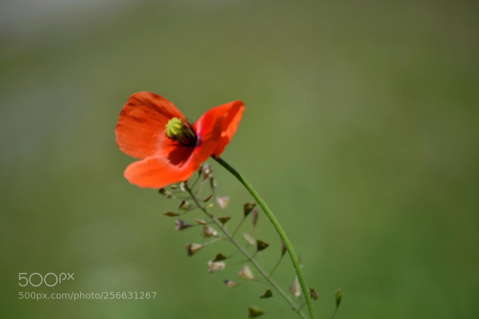 Nikon D3100 sample photo. Papaver dubium photography