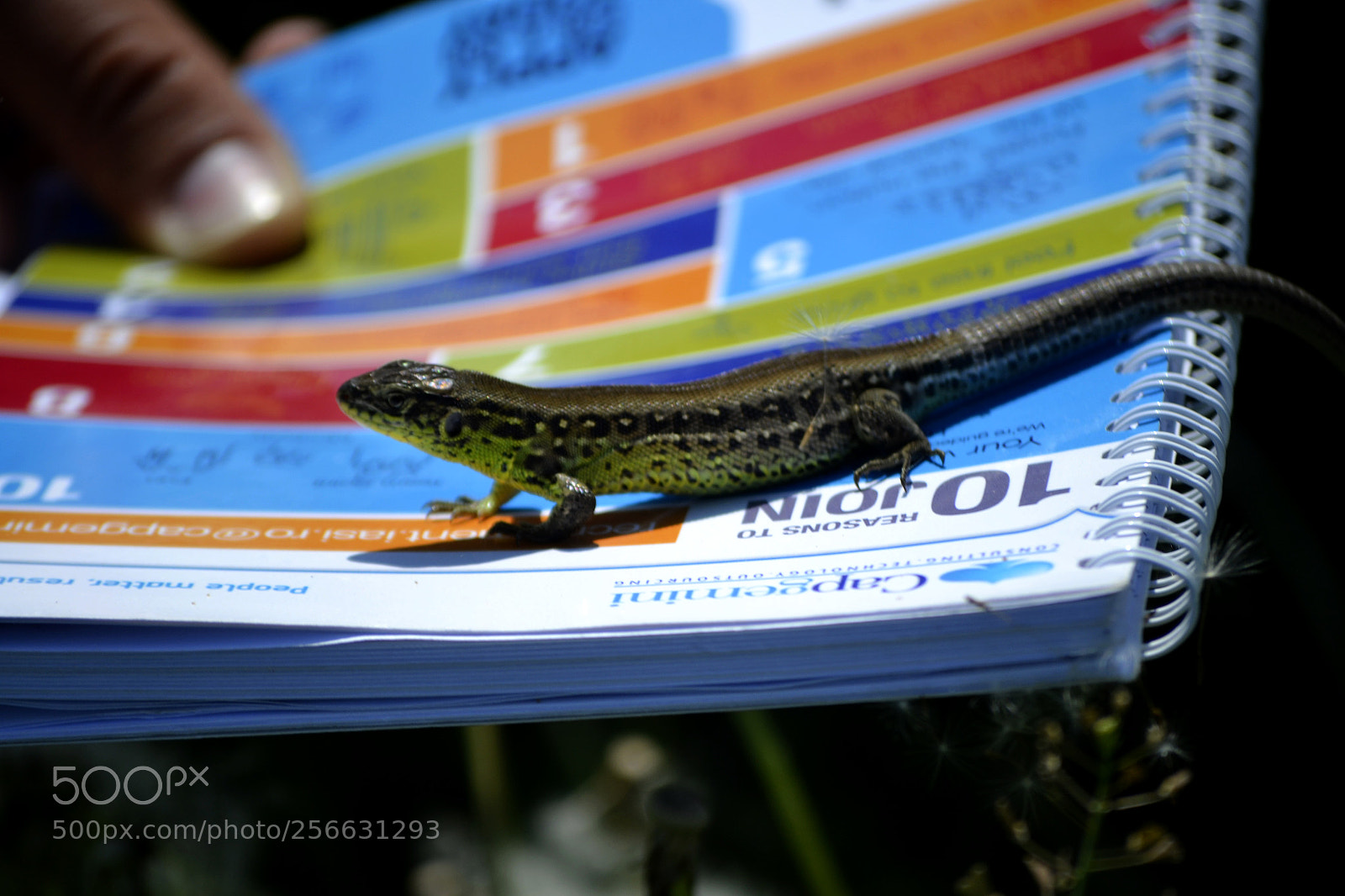 Nikon D3100 sample photo. Lacerta agilis photography