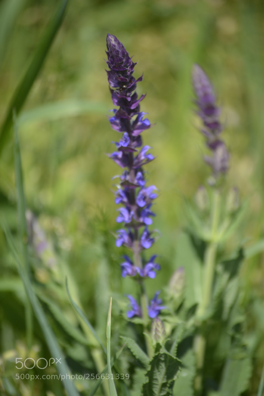 Nikon D3100 sample photo. Salvia pratensis photography