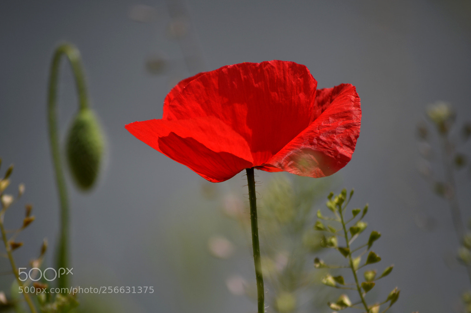 Nikon D3100 sample photo. Papaver dubium photography