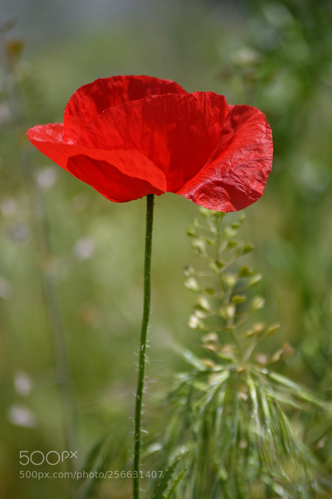 Nikon D3100 sample photo. Papaver dubium photography