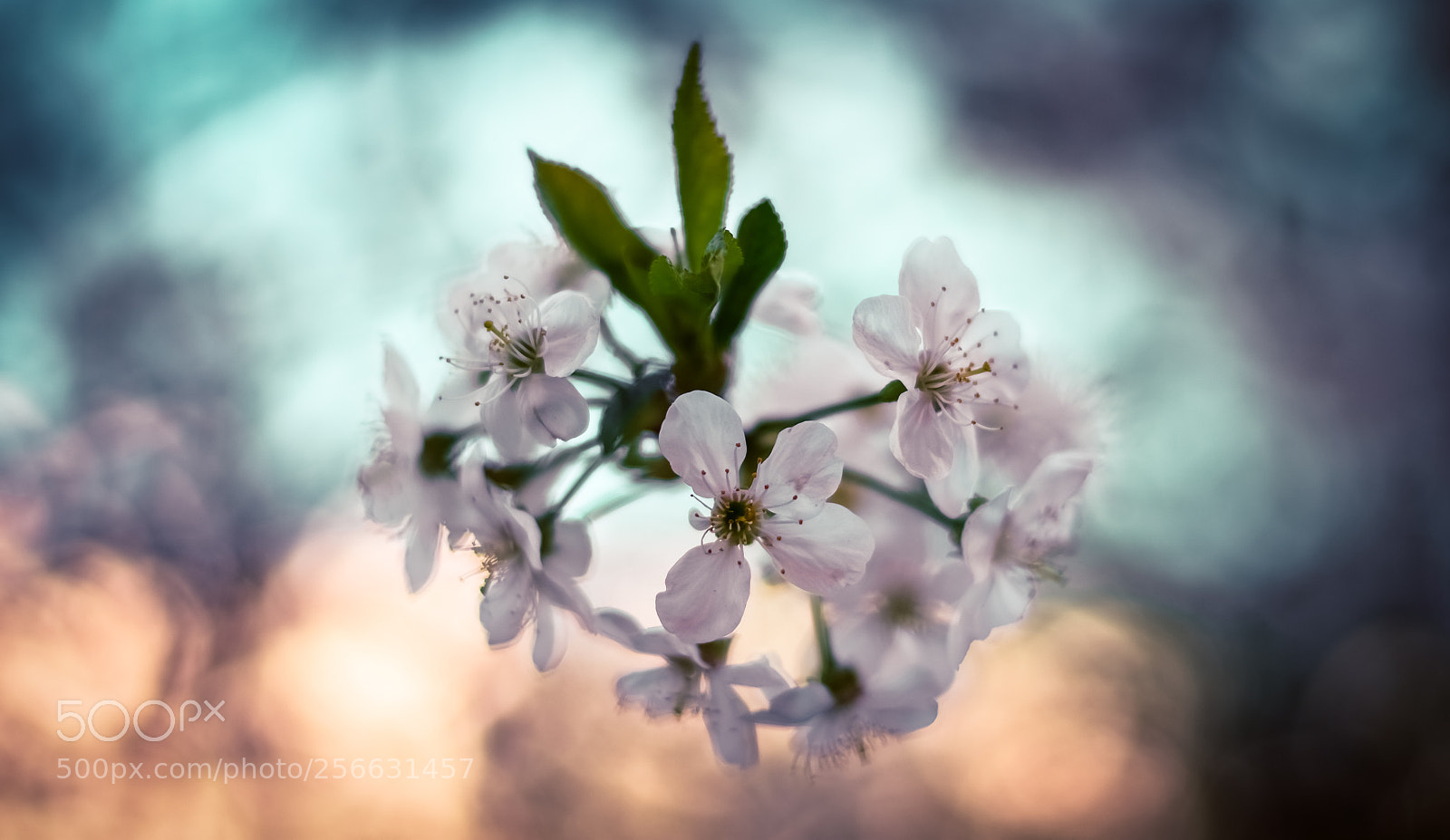 Nikon D5100 sample photo. Jasmine photography