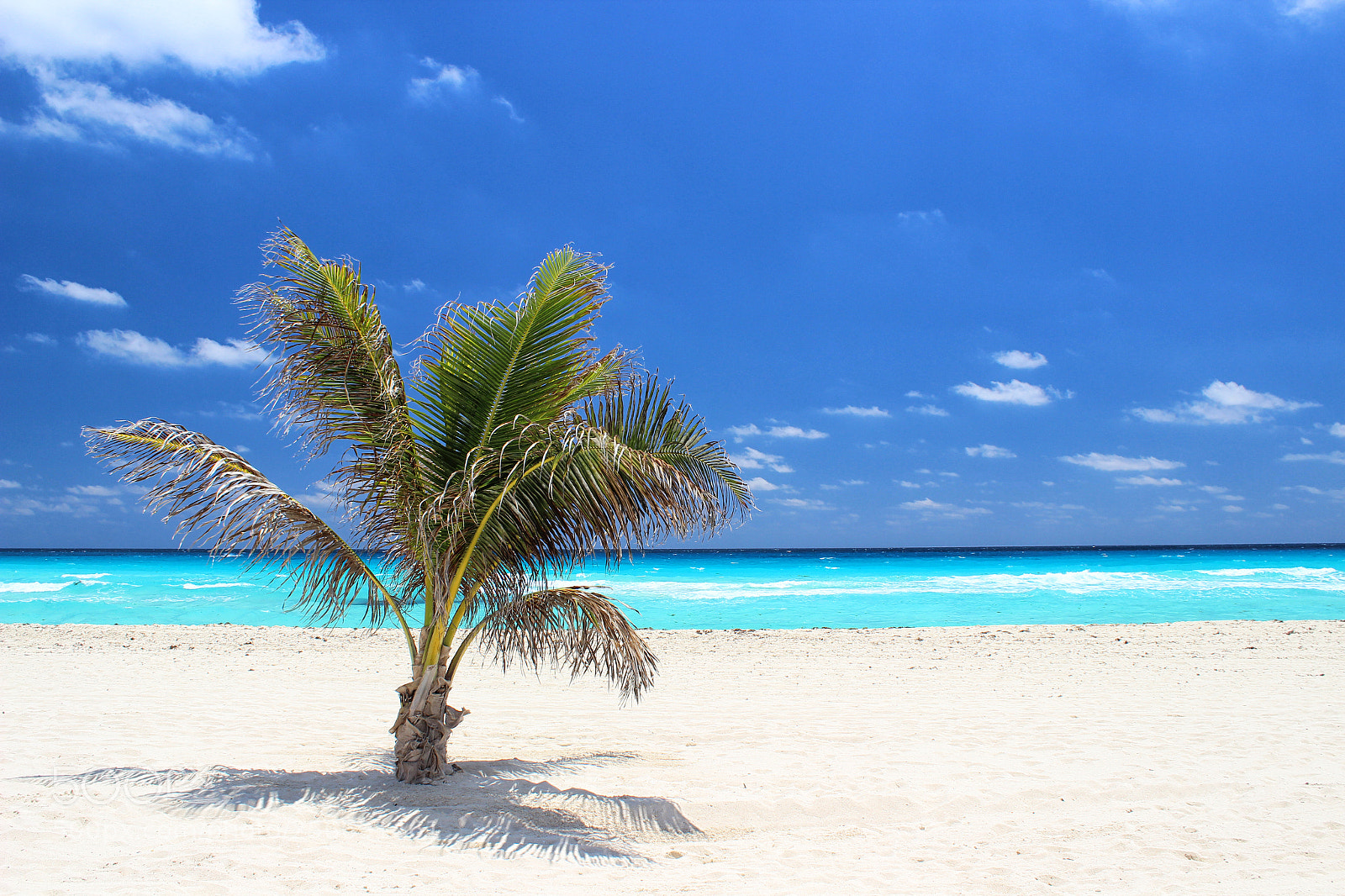 Canon EOS 600D (Rebel EOS T3i / EOS Kiss X5) sample photo. Caribbean coconut palm tree photography
