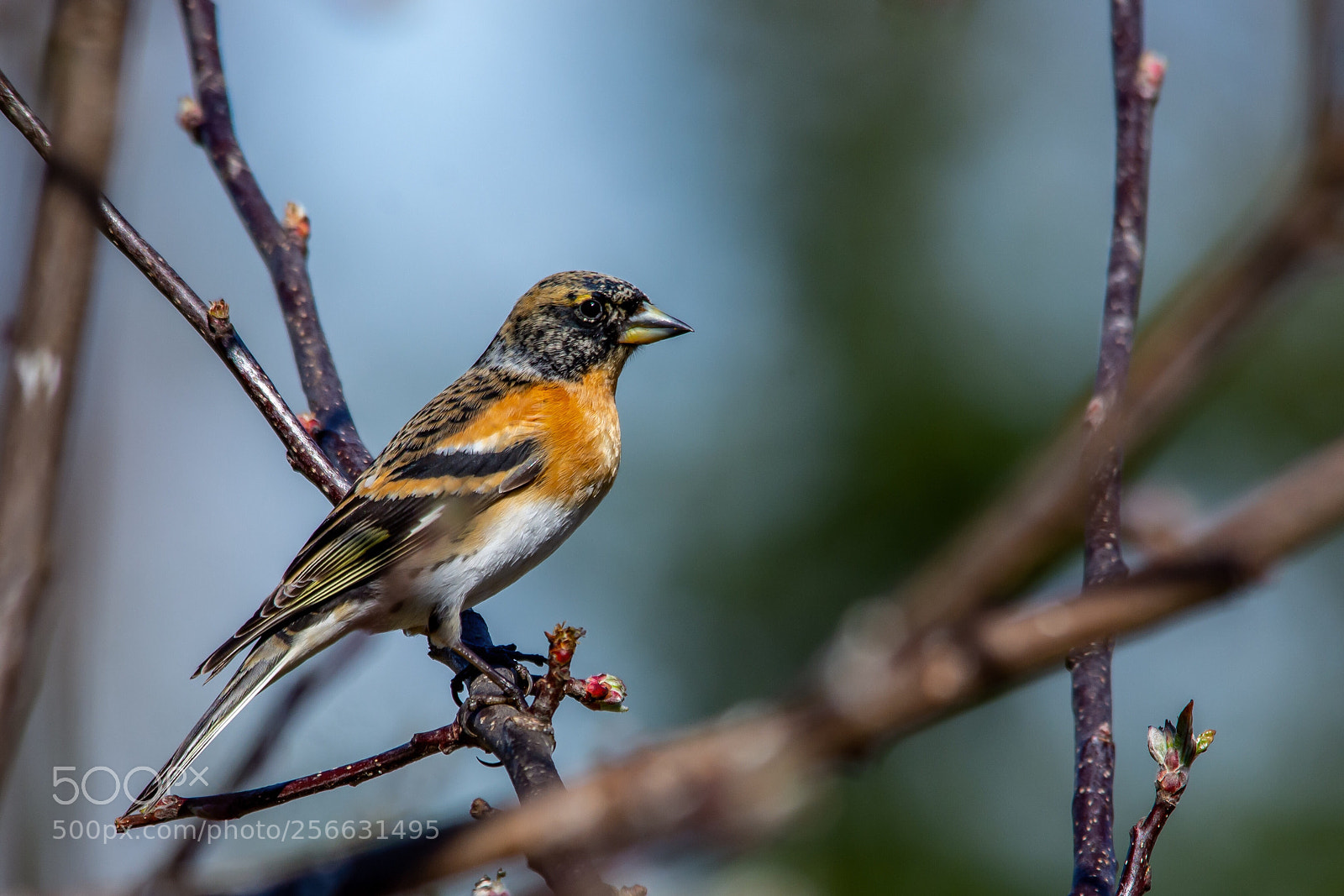 Nikon D7200 sample photo. Brambling photography