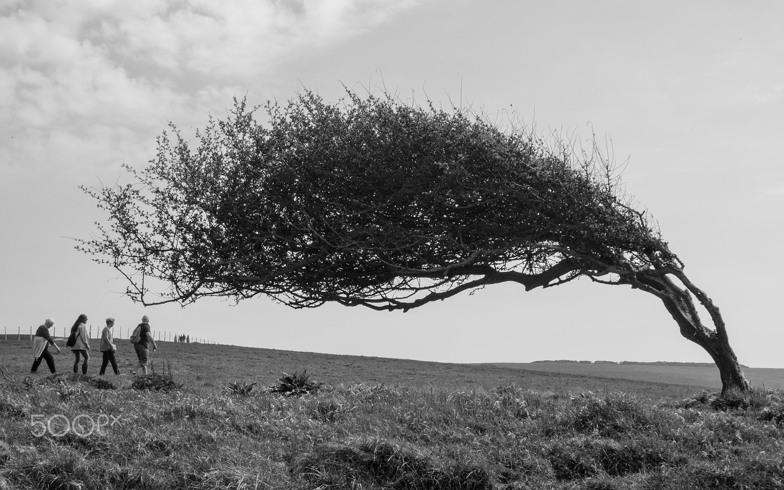 Olympus PEN E-PL8 sample photo. Gone with the wind photography