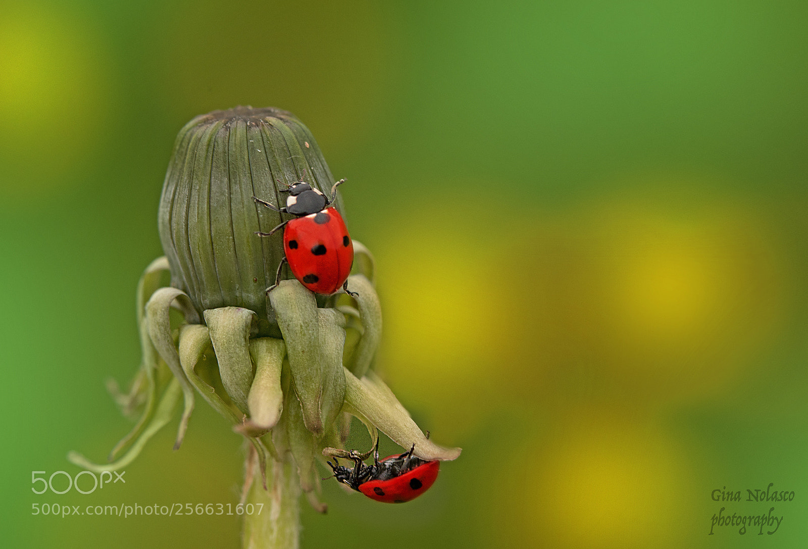 Nikon D5500 sample photo. My lovely ladybugs photography