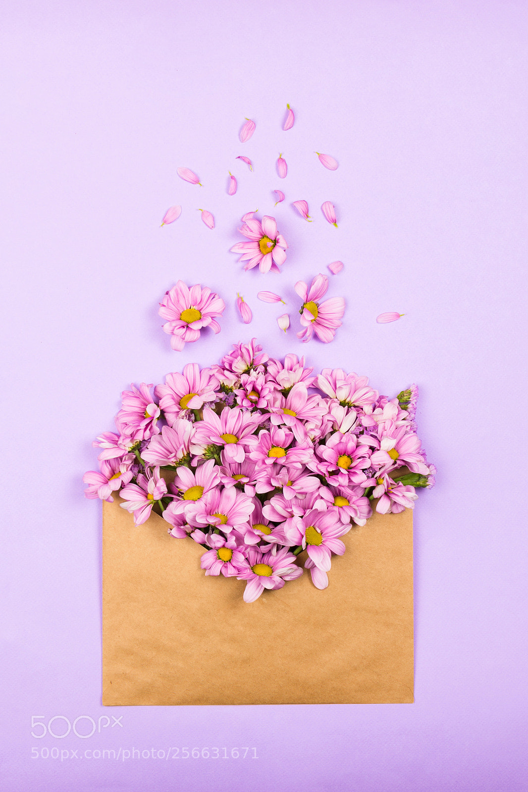 Nikon D610 sample photo. Pink daisies in a photography