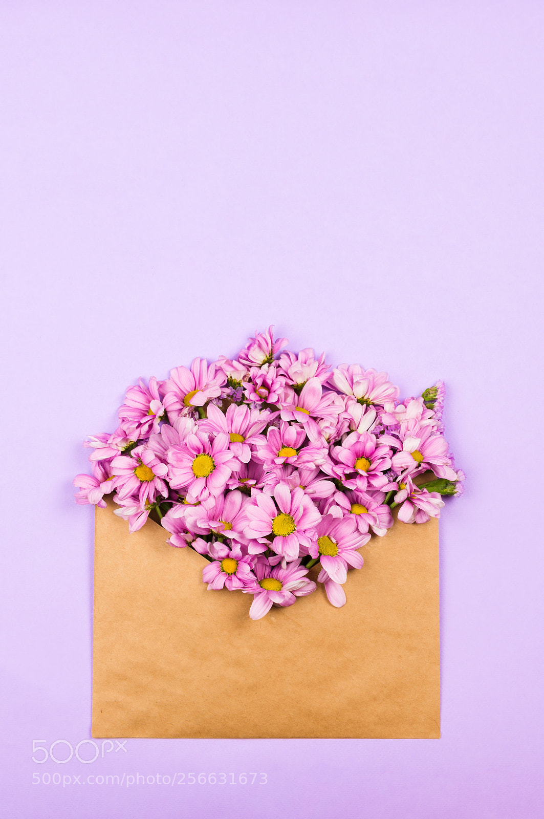 Nikon D610 sample photo. Pink daisies in a photography