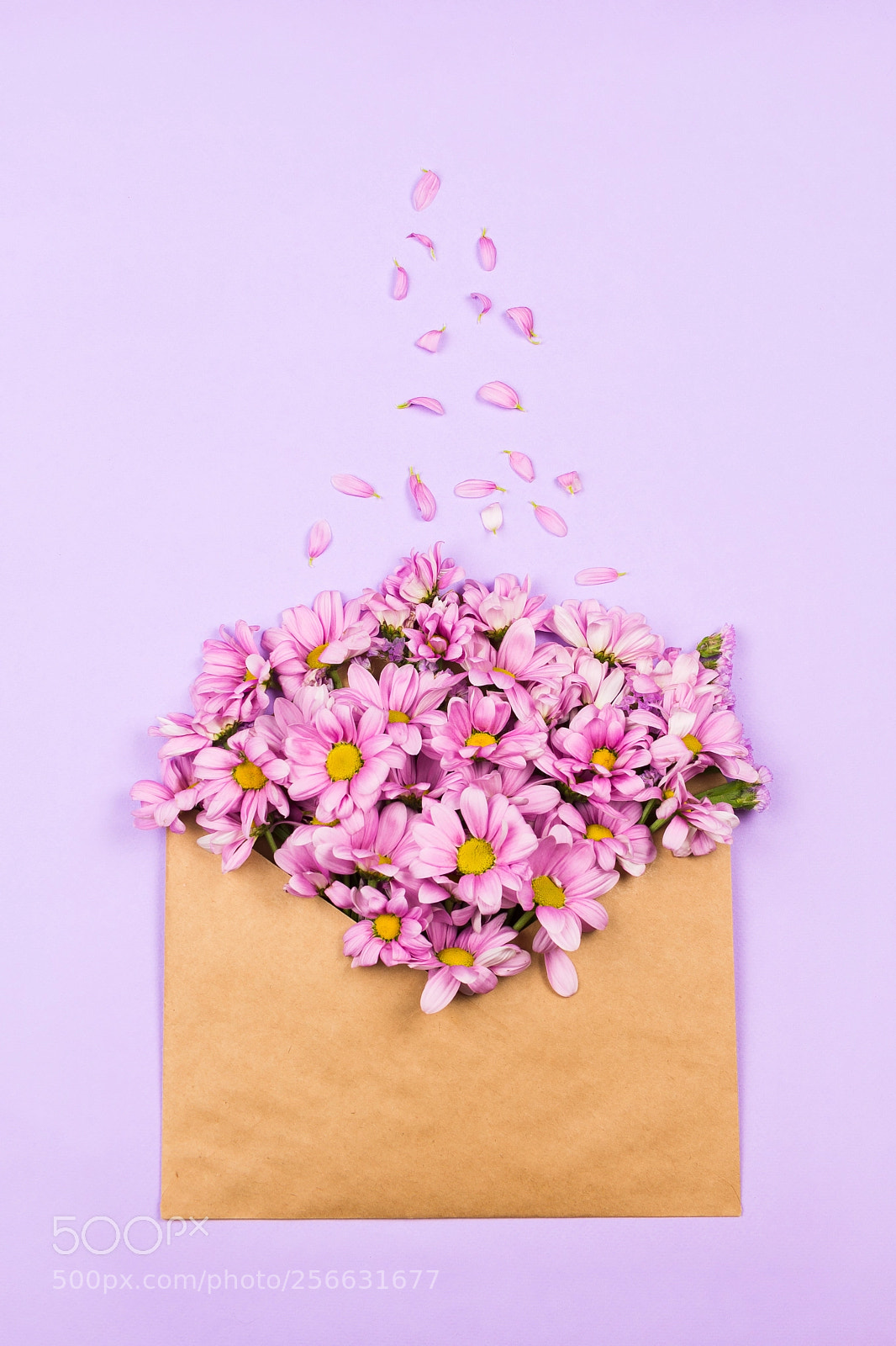Nikon D610 sample photo. Pink daisies in a photography