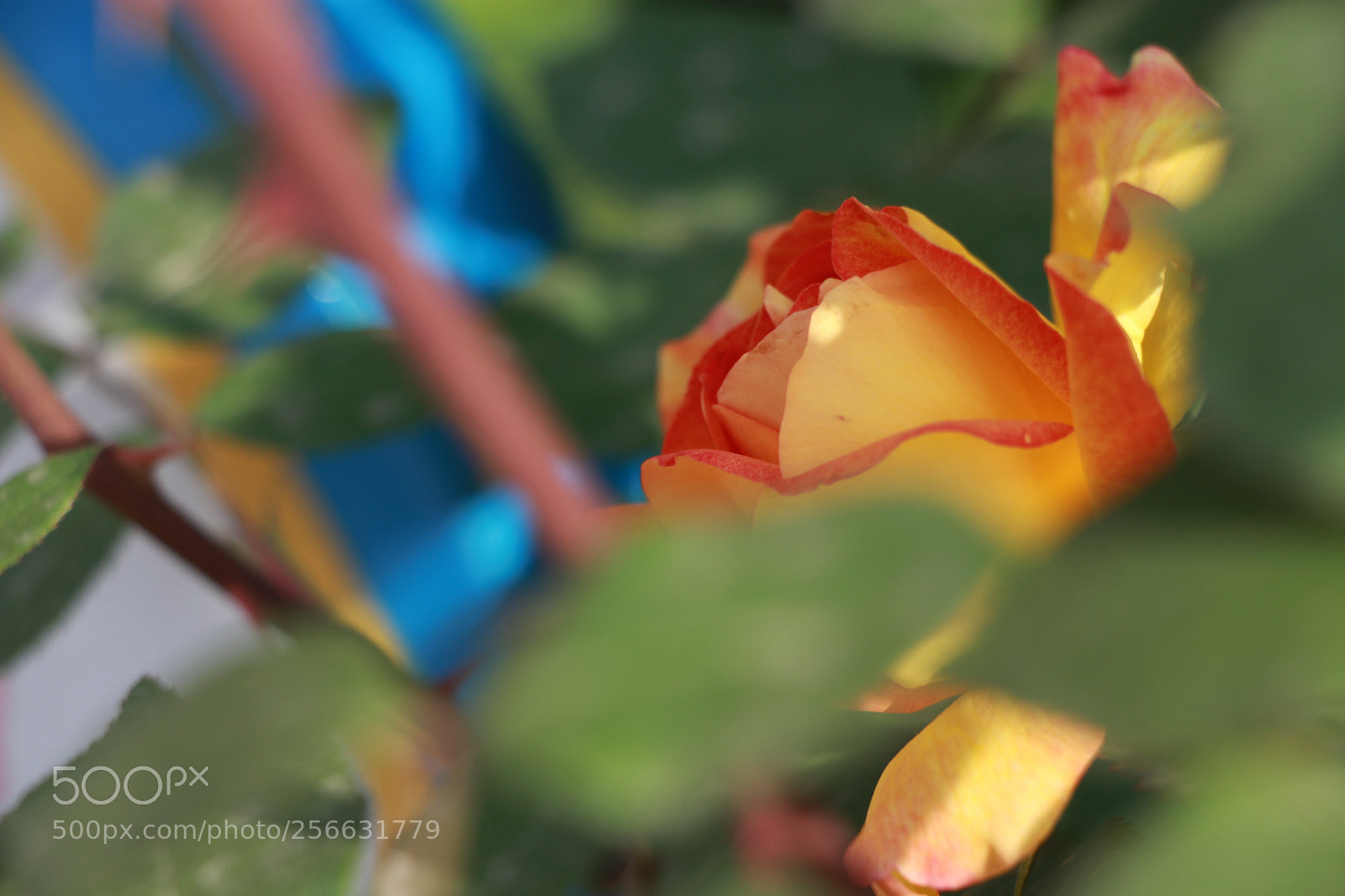Canon EOS 700D (EOS Rebel T5i / EOS Kiss X7i) sample photo. Untitled photography