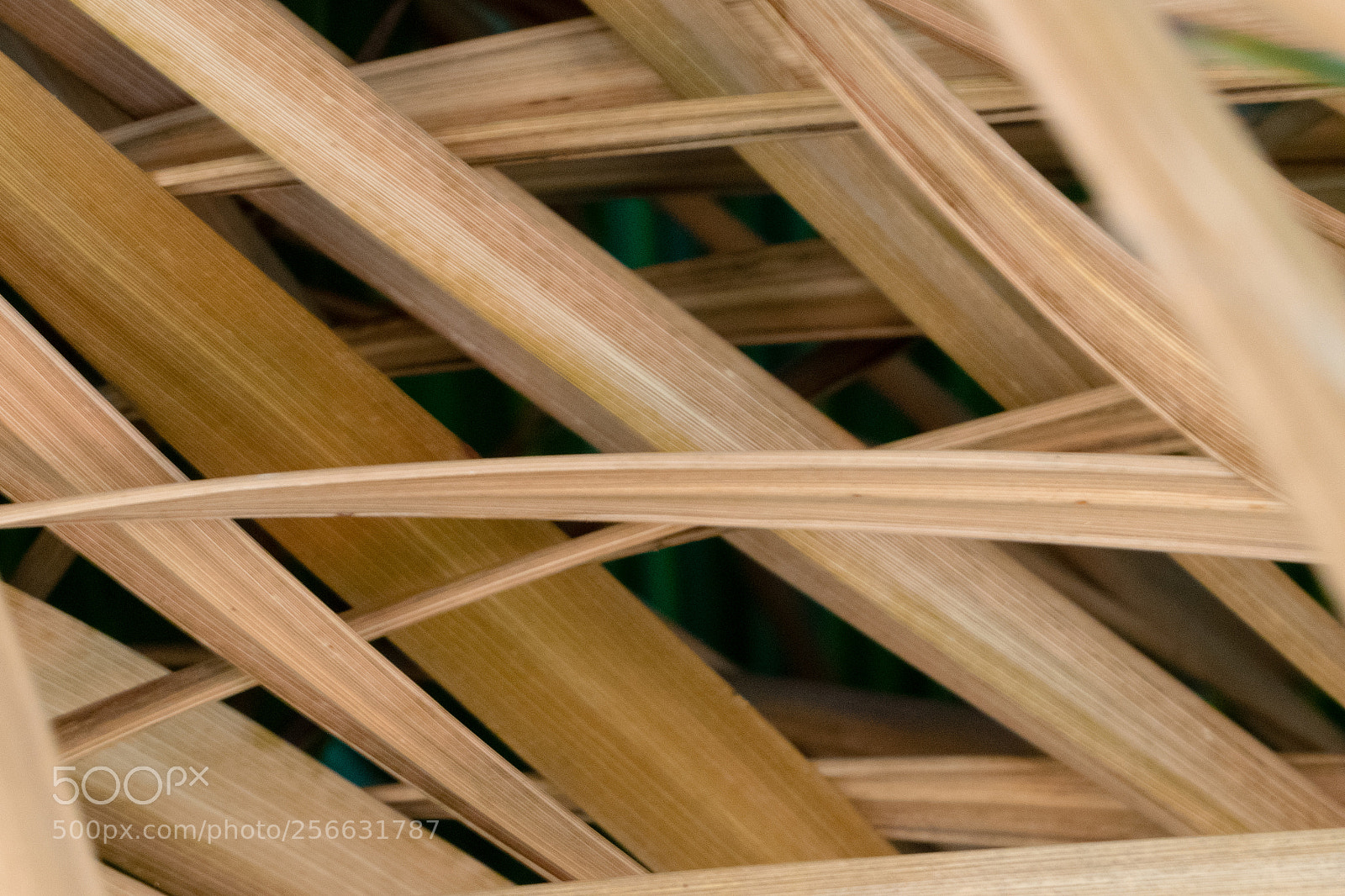 Nikon D3300 sample photo. Palm leaves photography