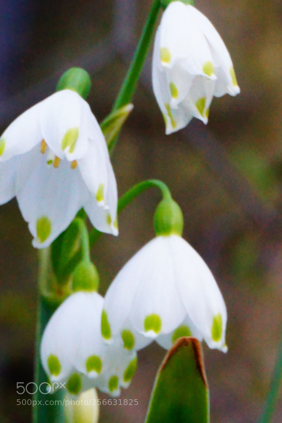Sony a6000 sample photo. Flowers photography