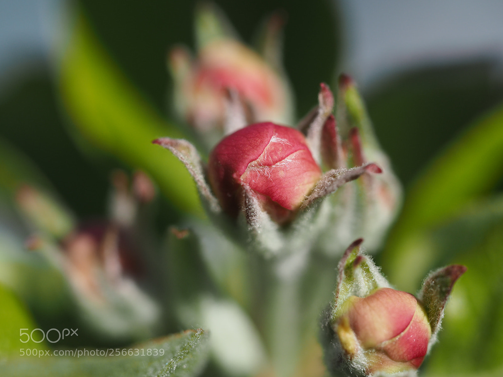 Olympus PEN E-PL7 sample photo. Flower from our apple photography