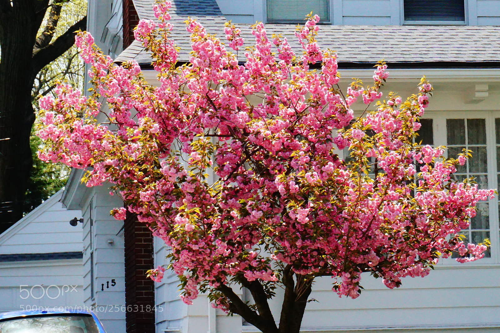Sony a6000 sample photo. Flowers photography