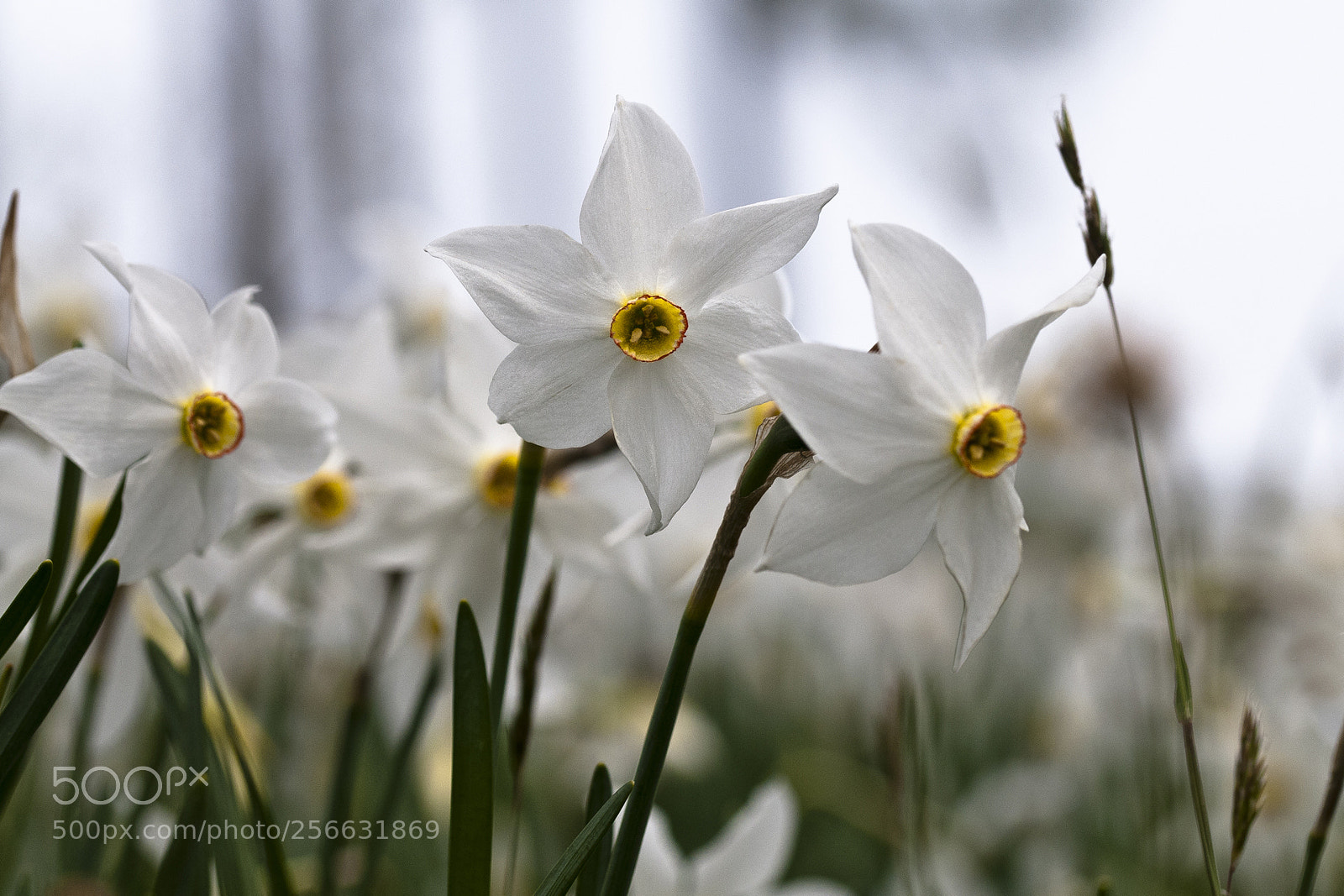 Nikon D300S sample photo. Spring flowers photography