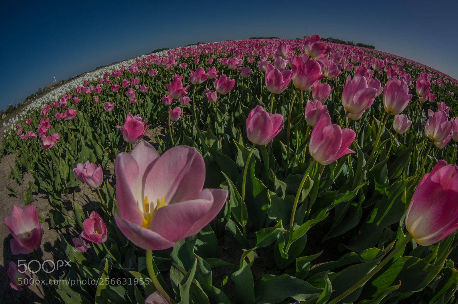 Pentax K-3 sample photo. Tulips make the world photography