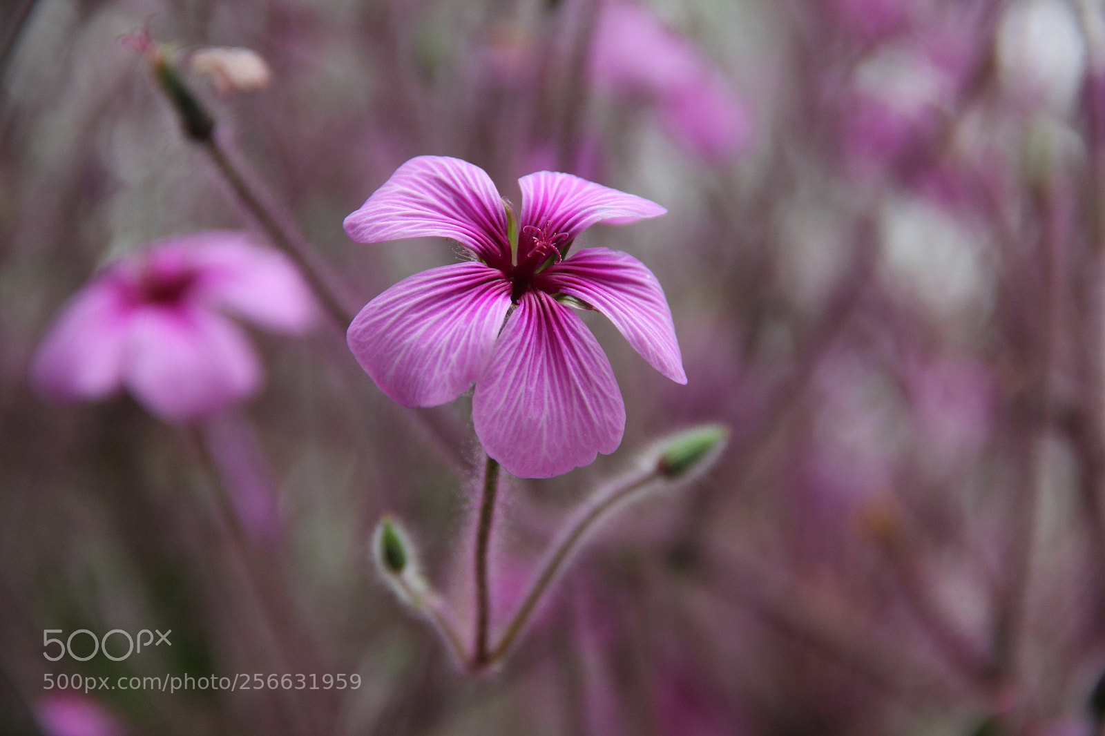 Canon EF-S 18-135mm F3.5-5.6 IS sample photo. Housegarden flower photography