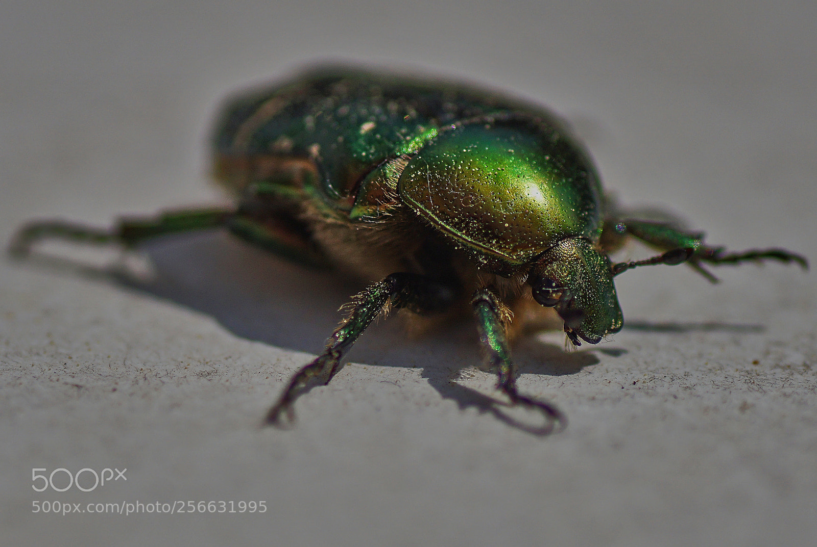 Sony ILCA-77M2 sample photo. What landed on my photography