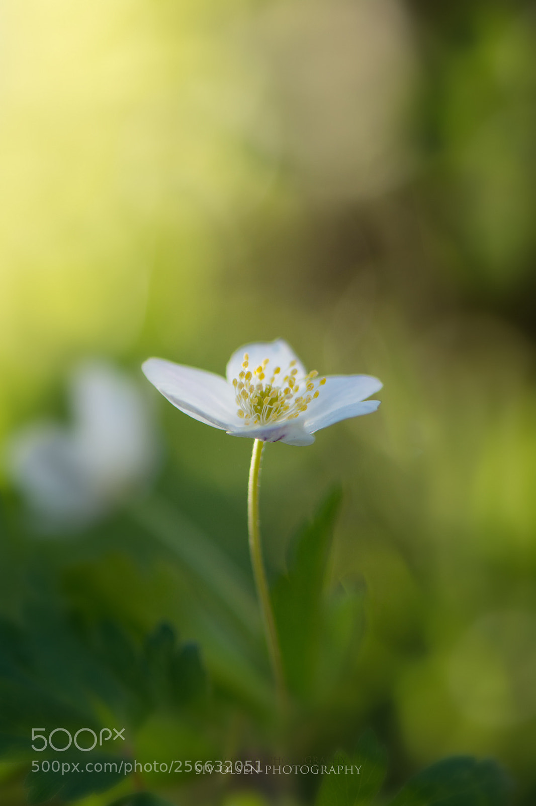 Nikon D7100 sample photo. ~ anemone ~ photography