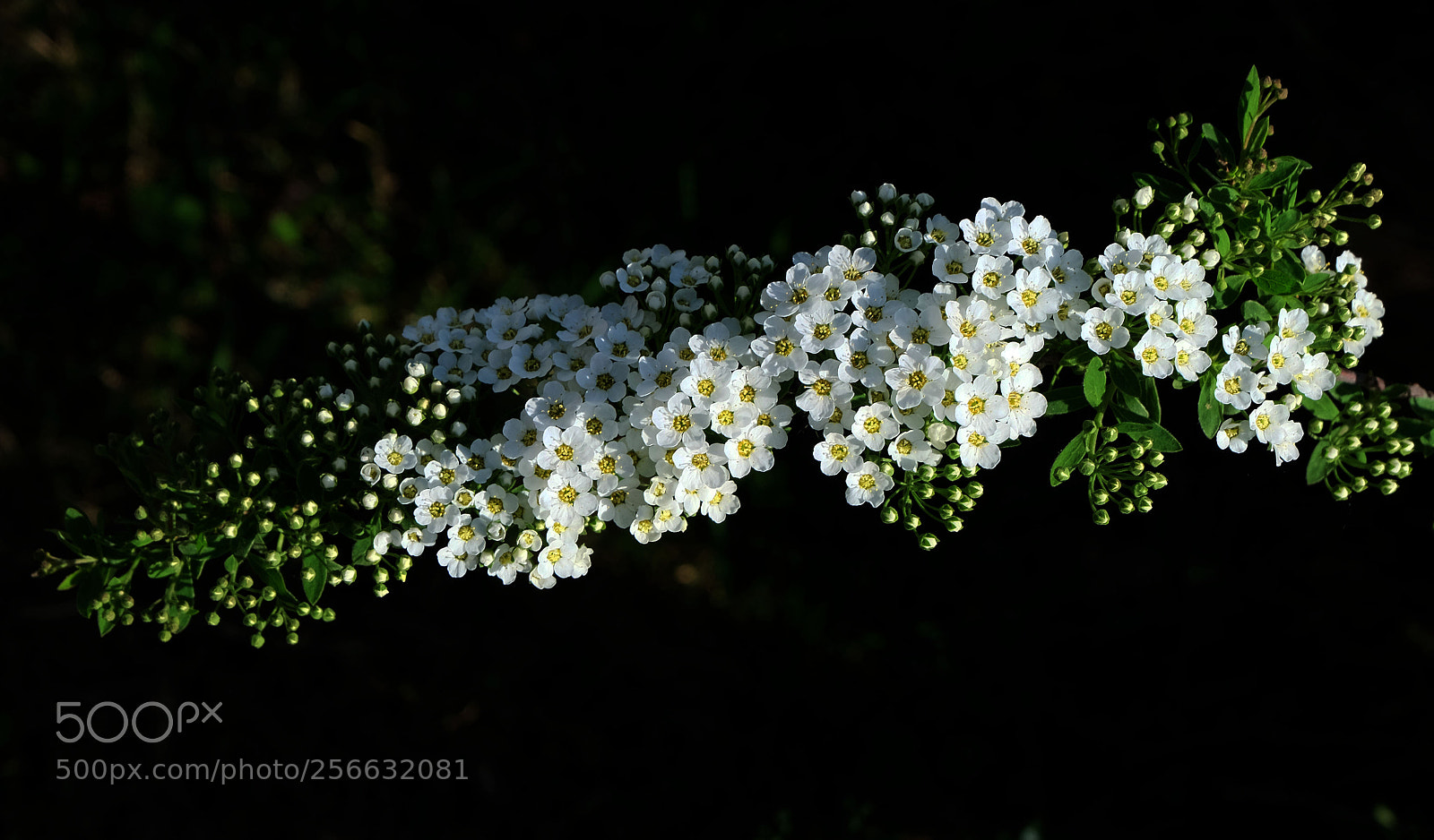 Fujifilm X-M1 sample photo. Bird-cherry photography