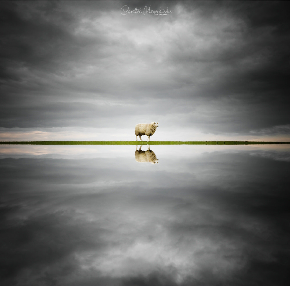 Sheep Reflection, автор — Carsten Meyerdierks на 500px.com