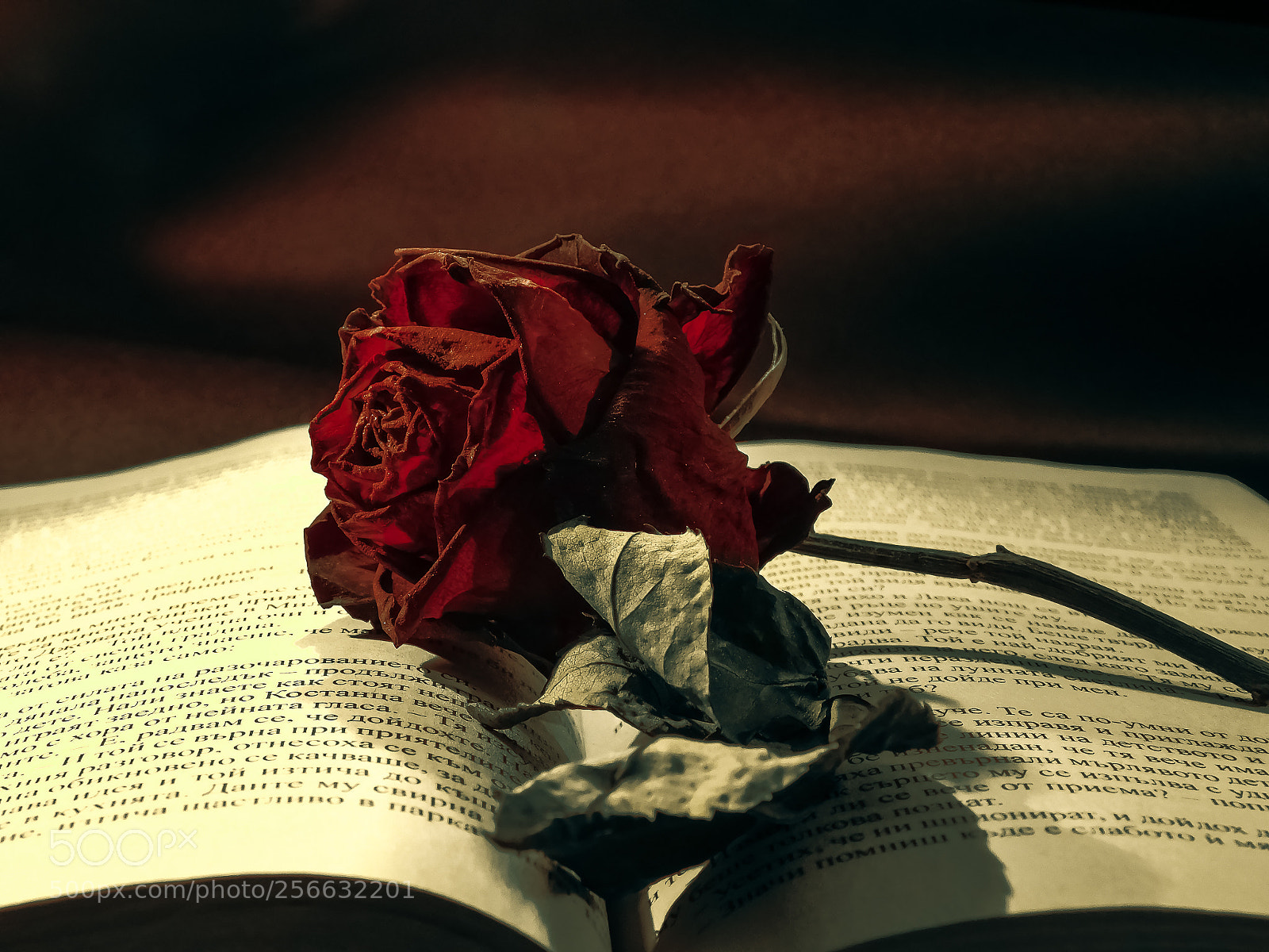Nikon Coolpix B500 sample photo. Rose photography