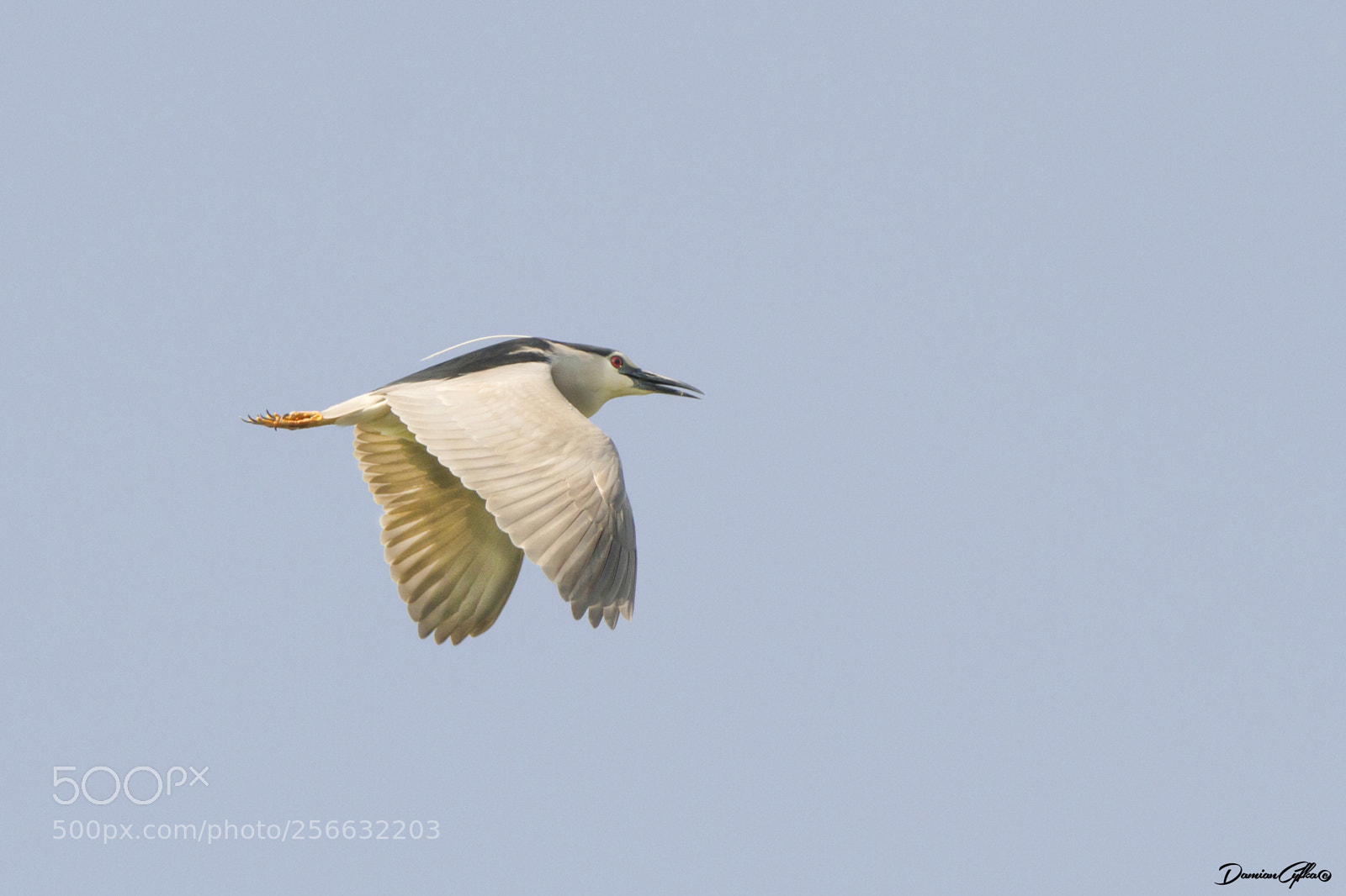 Canon EOS 7D sample photo. Night heron (nycticorax nycticorax), photography