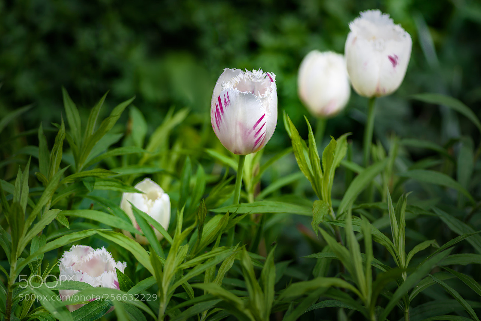 Nikon D750 sample photo. Five tulips photography