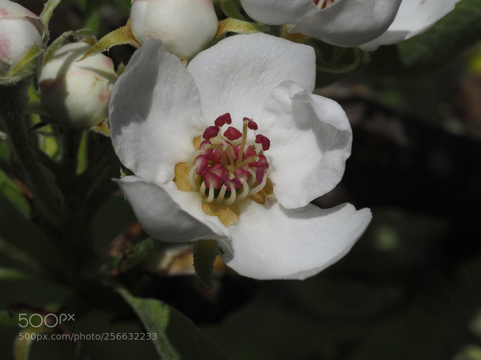 Olympus PEN E-PL7 sample photo. Flower from our pear photography