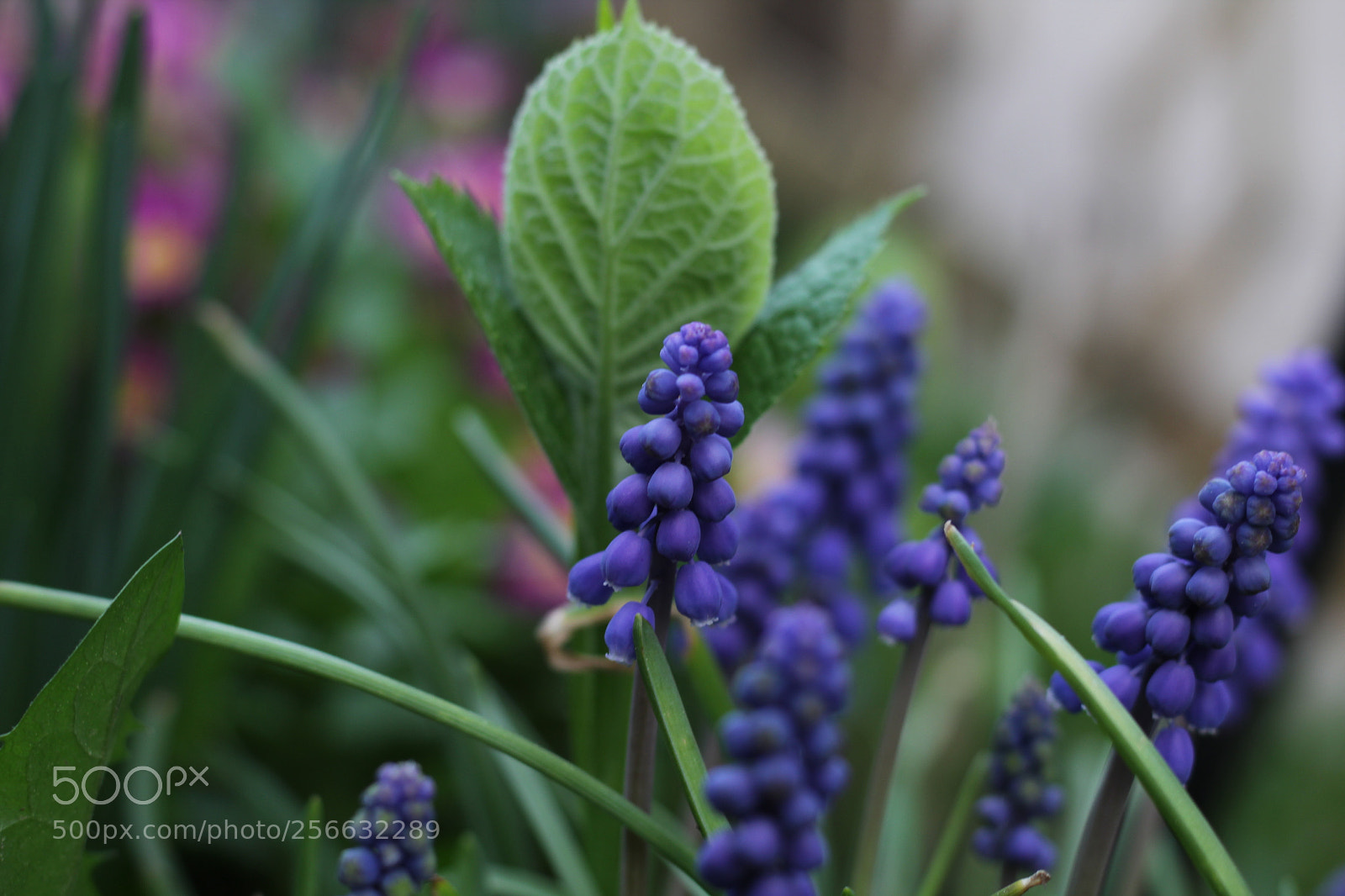 Canon EOS 1200D (EOS Rebel T5 / EOS Kiss X70 / EOS Hi) + Canon EF 50mm F1.8 STM sample photo. Blue flowers blossomed in photography