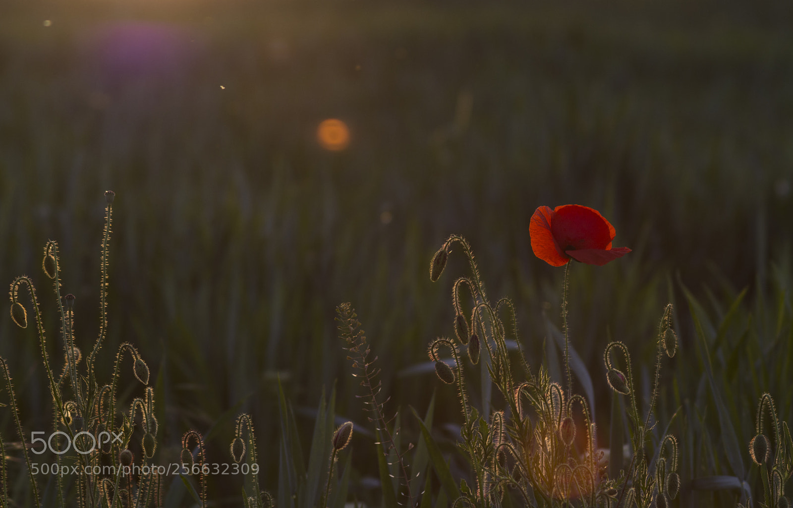 Nikon D7100 sample photo. Be the light photography