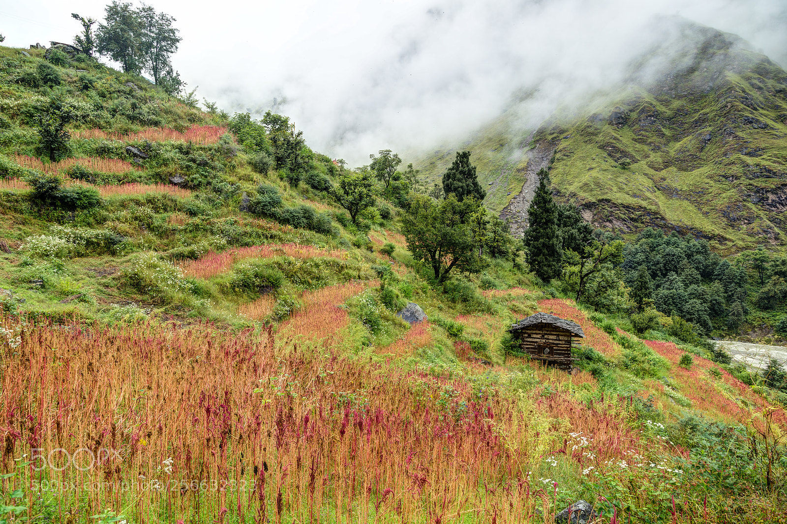 Canon EOS 6D sample photo. Flowering mountain-side photography