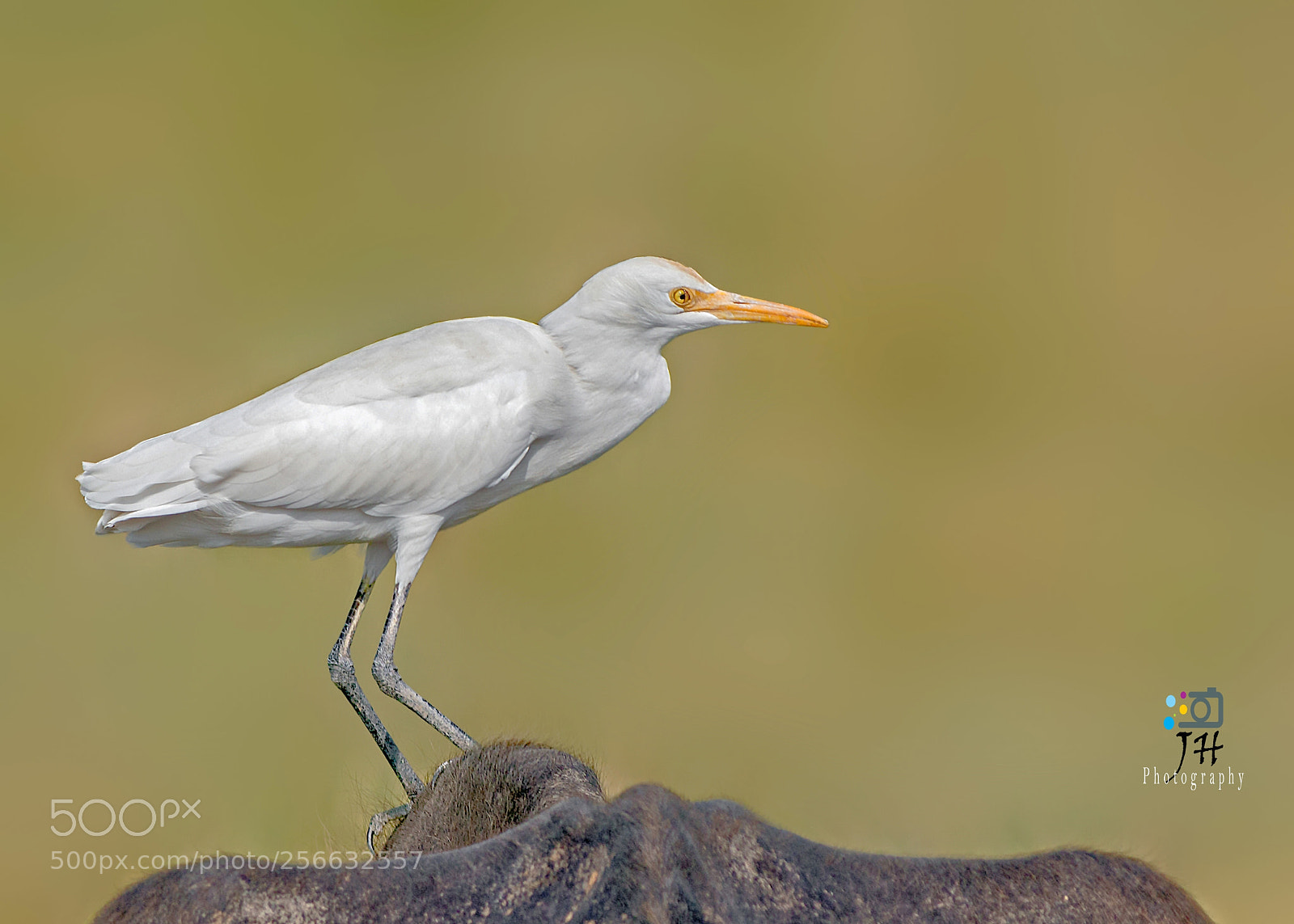 Canon EOS 70D sample photo. Cattle egret photography
