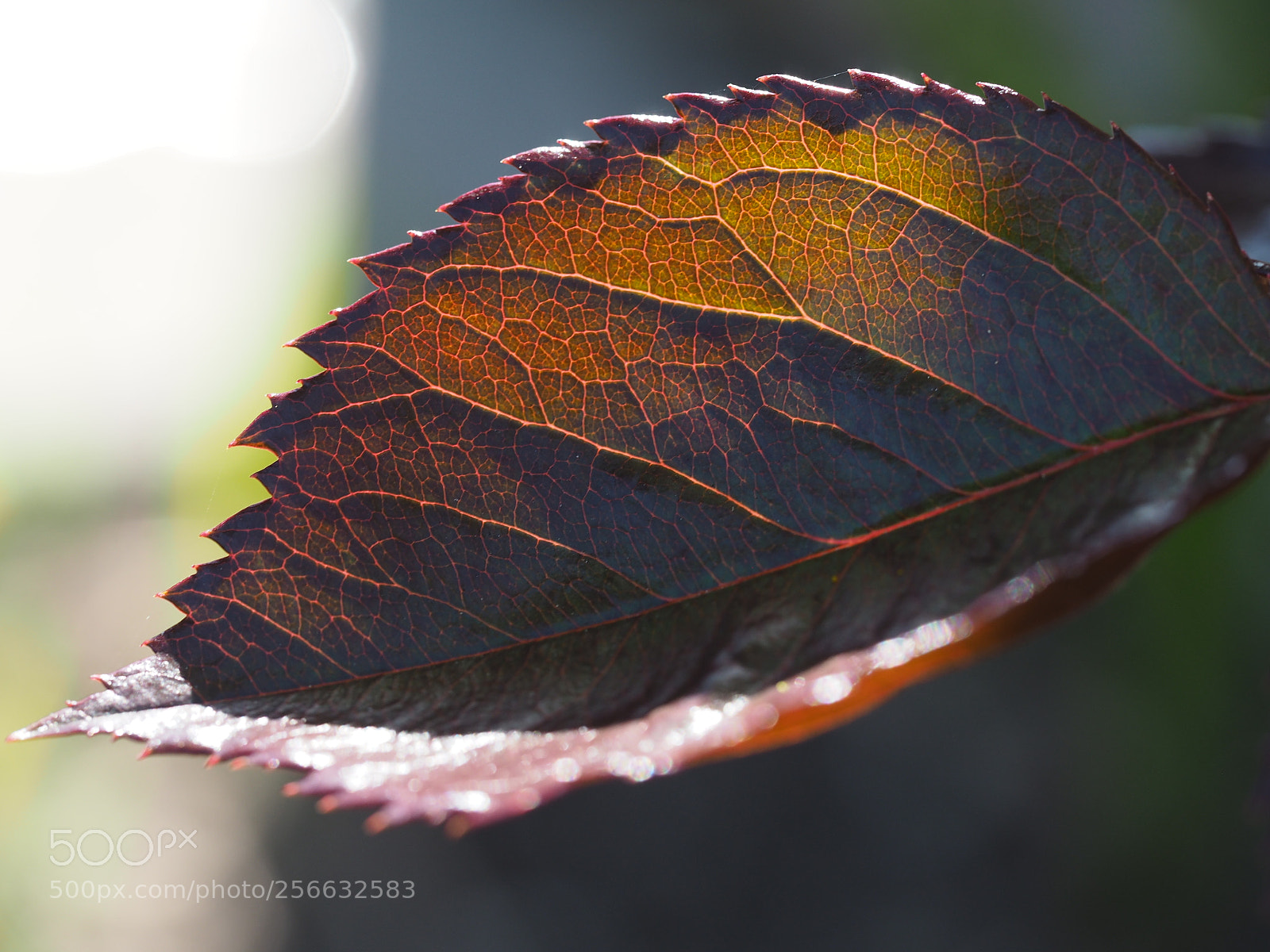 Olympus PEN E-PL7 sample photo. Rose leaf in sunlight. photography