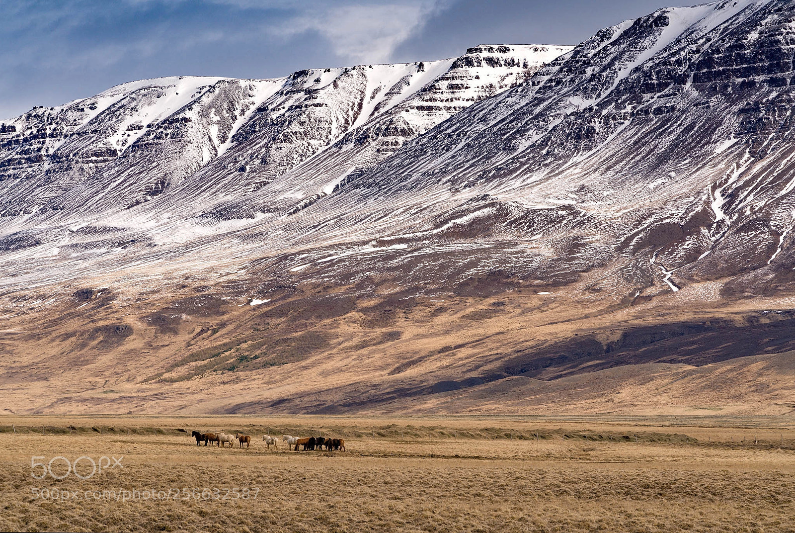Sony a7R III sample photo. Icelandic horses photography